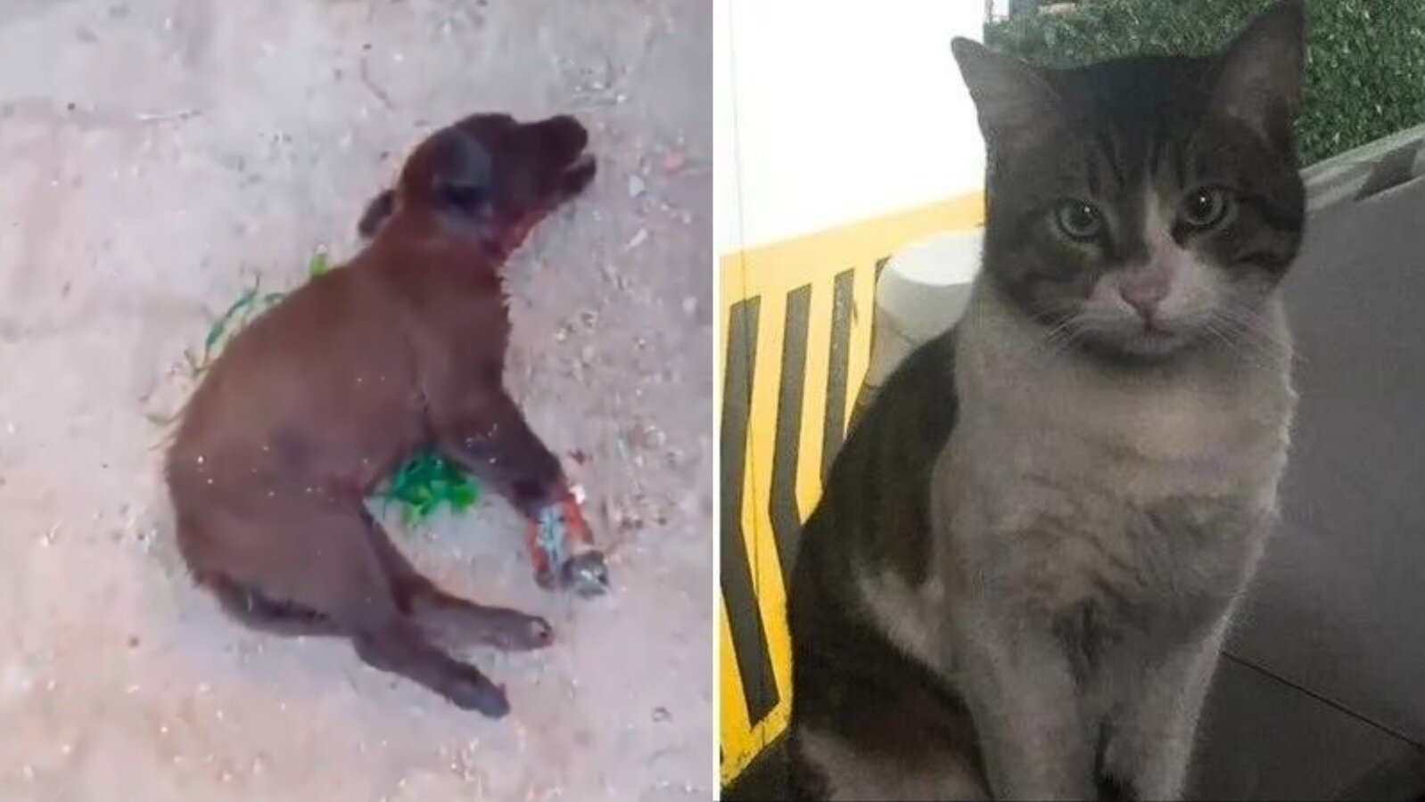 glysrc's tweet card. Hayvana Şiddet ve Tecavüze Hapis Yatarı Olan Cezalar Verilsin #HayvanHaklarıAnayasaya