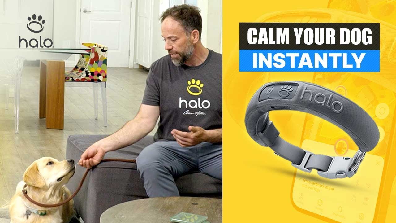 AskGildaSeniors's tweet card. Master Dog Training: The Ultimate Guide to Teaching Your Dog Calm &...