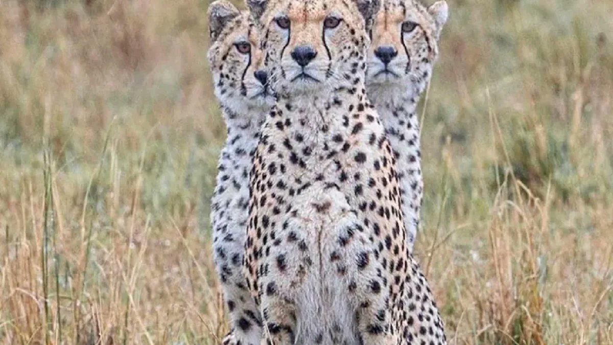 TheStatesmanLtd's tweet card. The cheetahs, 'Prabhas' and 'Pavak', both around six years old, had been residing at KNP for the past two years. They were relocated to GSWS today as part of the expansion of the state's ambitious...