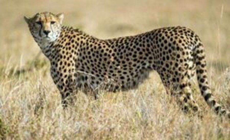 i3masterminds's tweet card. Two cheetahs—Pavak from Kuno National Park and Prabhash from Mandsaur—will be relocated to Gandhi Sagar Wildlife Sanctuary in Madhya Pradesh