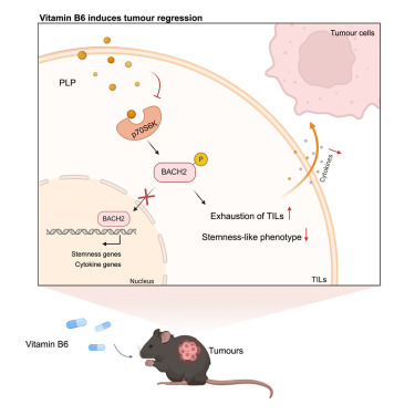 Dev_Cell's tweet card. Vitamin B6 is an essential nutrient for humans, primarily derived from plant sources. Wu et al. demonstrate that administering vitamin B6 or its active form, pyridoxal 5'-phosphate (PLP), induces...