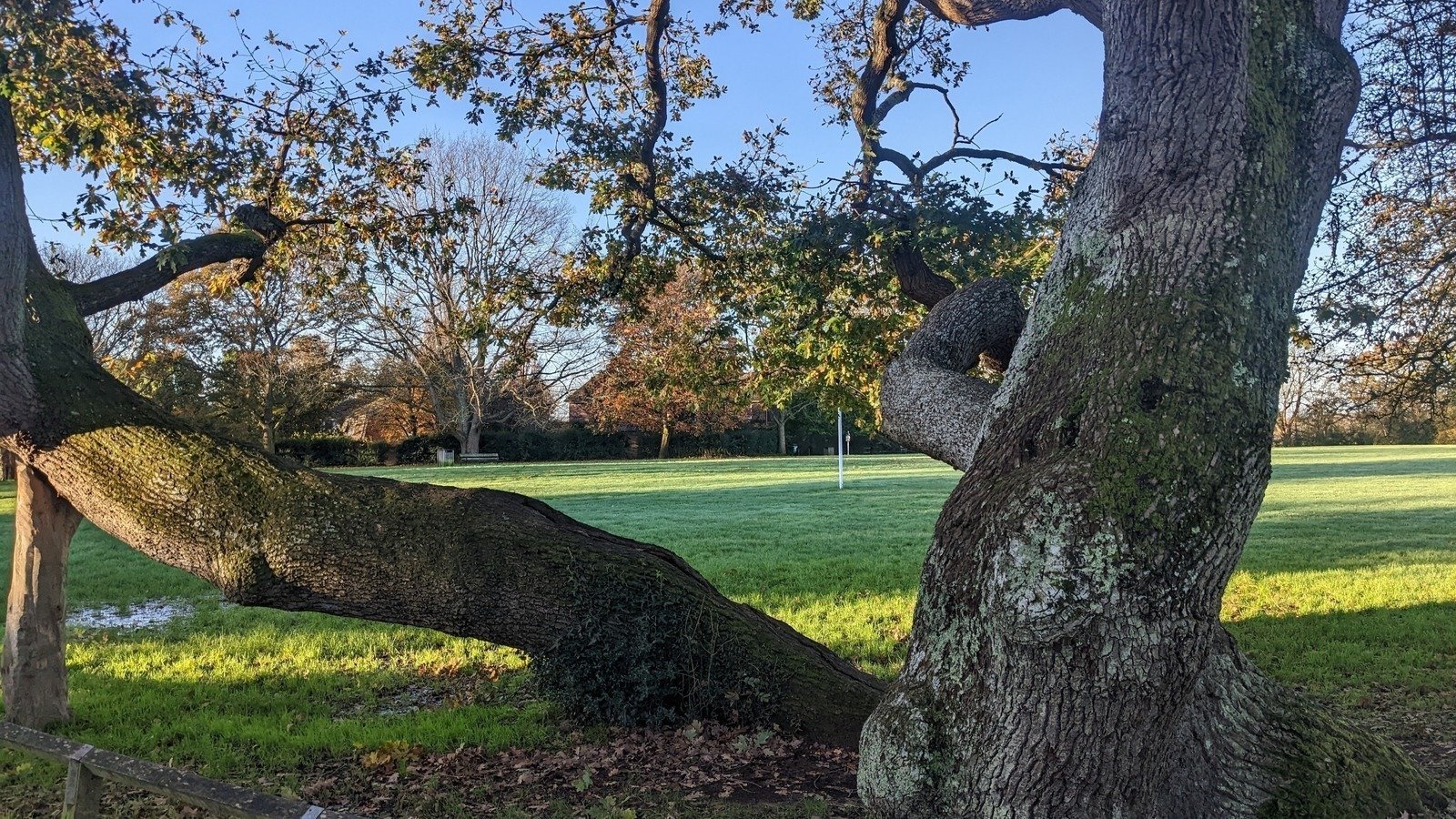 ajjs's tweet card. Save the Cuckfield recreation ground Oak Tree