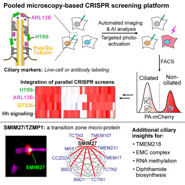 Dev_Cell's tweet card. Sun et al. develop a microscopy-based CRISPR screening platform that combines ease of implementation with flexible analysis of live-cell or antibody-based markers. Screens in human cells using a...