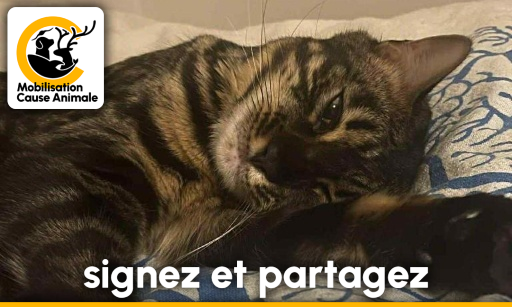 CarolineBurkha5's tweet card. Animaux - Signez la pétition : JUSTICE pour la petite CALICE tuée par balle et empalée à Castillon-la-Bataille (33)
