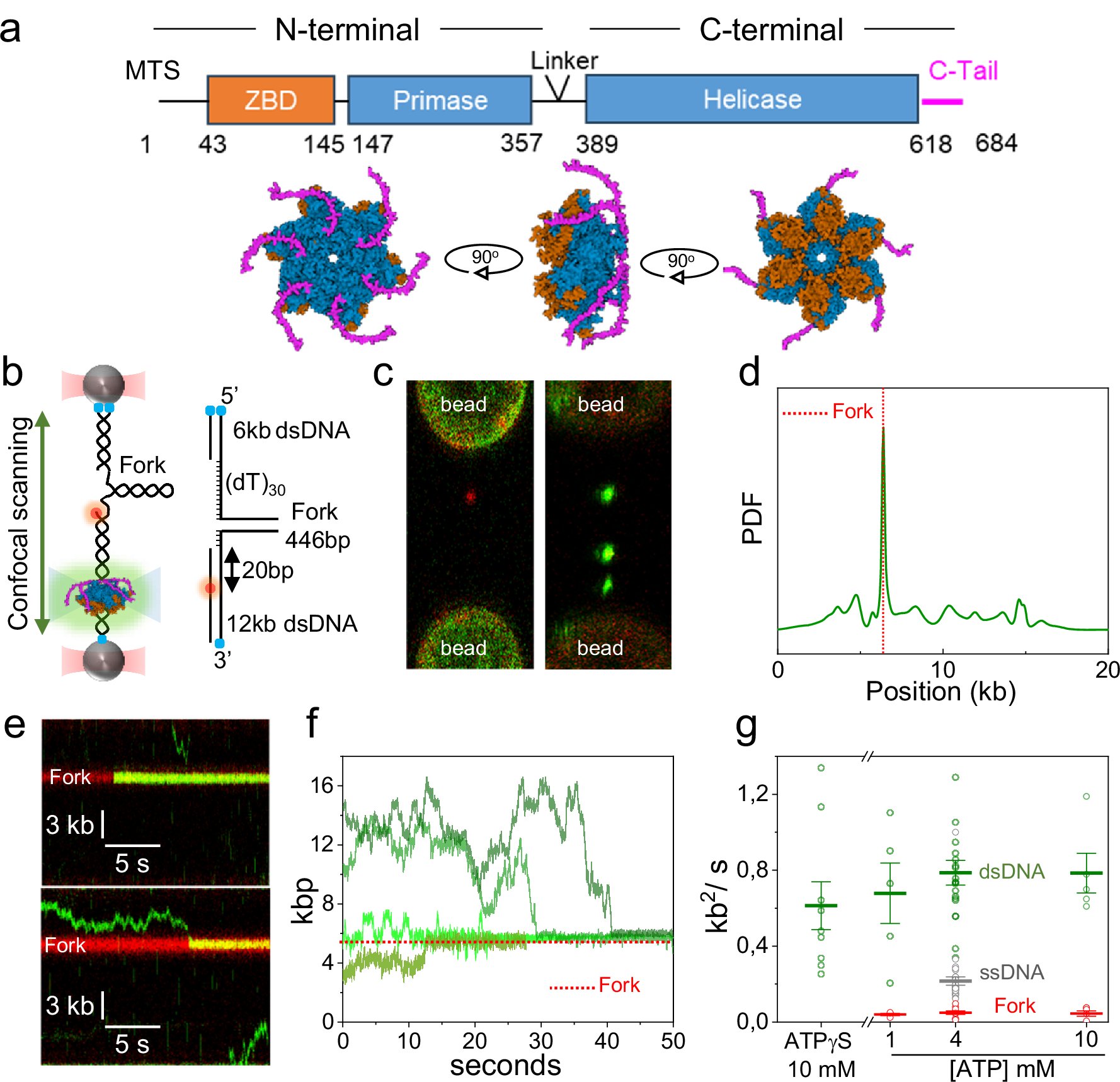 LabMito's tweet card. Nature Communications - The human mitochondrial helicase Twinkle is essential for maintaining mitochondrial DNA. Here, the authors combine biochemical and single-molecule approaches to show how...
