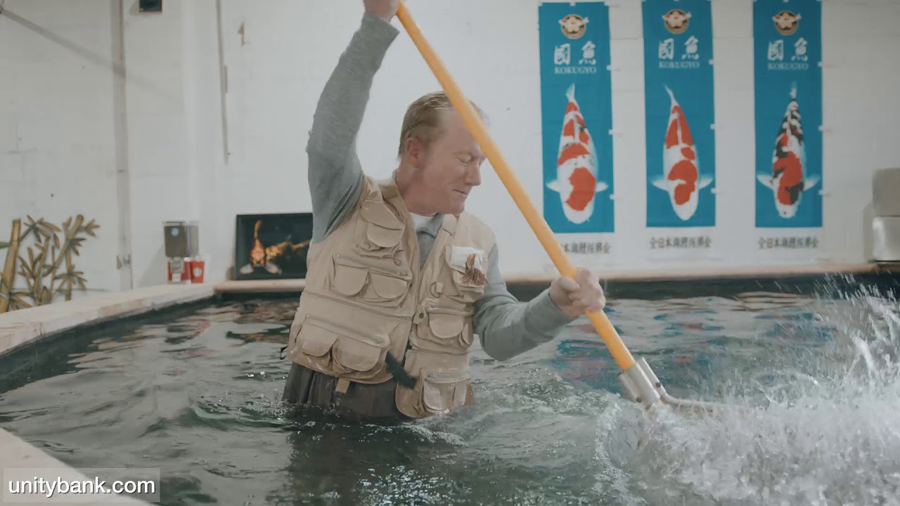 FitzsFishPonds's tweet card. I Work For You: Jim the Koi Wrangler