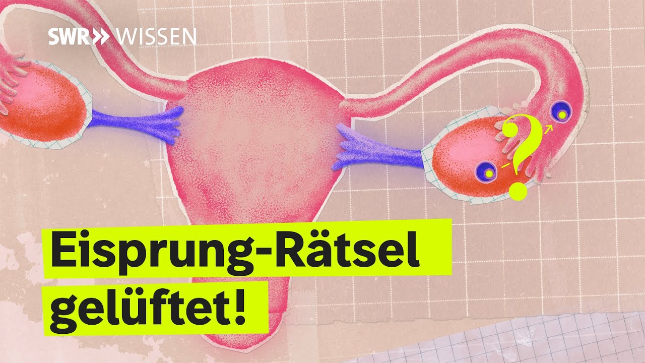 mpi_nat's tweet card. Was ihr noch NICHT über den Eisprung wusstet! | SWR Wissen