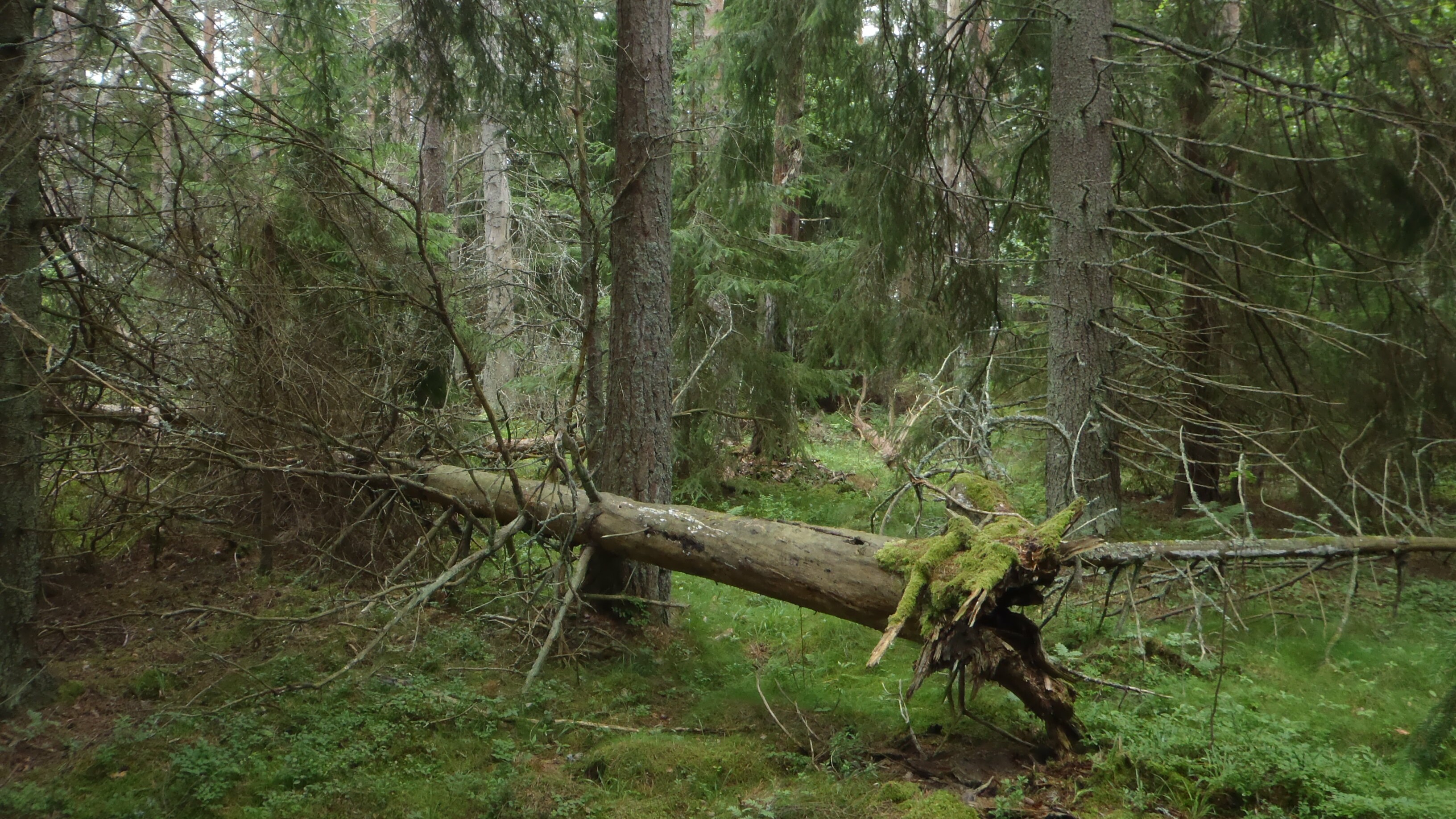 WWFSuomi's tweet card. Petteri Orpon hallitusohjelma lupaa suojella jäljellä olevat kansalliset kriteerit täyttävät valtion luonnontilaiset ja vanhat metsät. Nyt ympäristöjärjestöt pelkäävät, että Orpon hallitus hylkää…