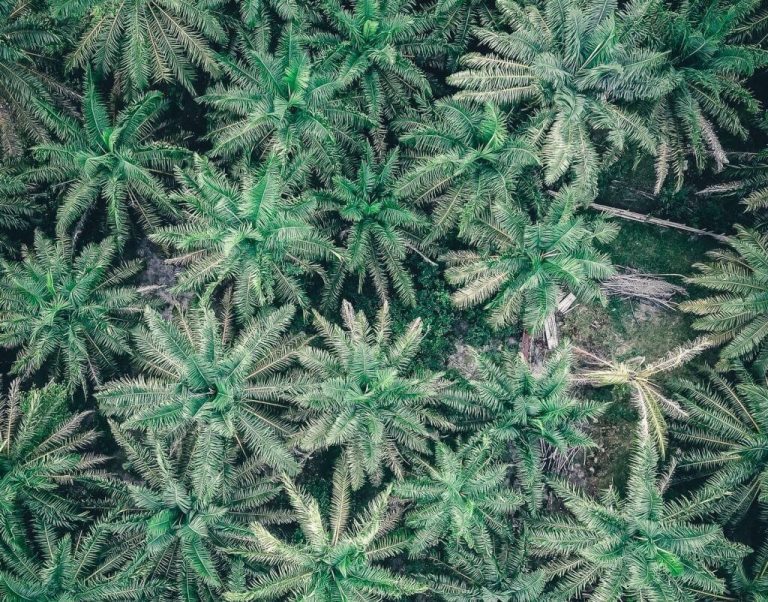 AcrossGreenBlog's tweet card. Learn more about how palm oil is used in products and if it is possible to use palm oil sustainably.