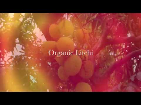 FarmingGuide's tweet card. Organic Litchi Harvest at our Kitchen Garden