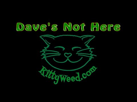 kittyweedcatnip's tweet card. KittyWeed Catnip 420 Delivery, but... Dave's Not Here!!