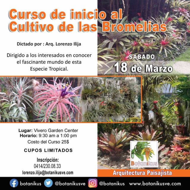 avaacccs's tweet card. CURSO INICIO AL CULTIVO DE LAS BROMELIAS taxonomía, morfología, géneros, métodos, paisajismo Dictado por el Arquitecto Lorenzo Ilija 12 de noviembre del 2022 Av. Fco. de Miranda, Vivero Garden Cent…
