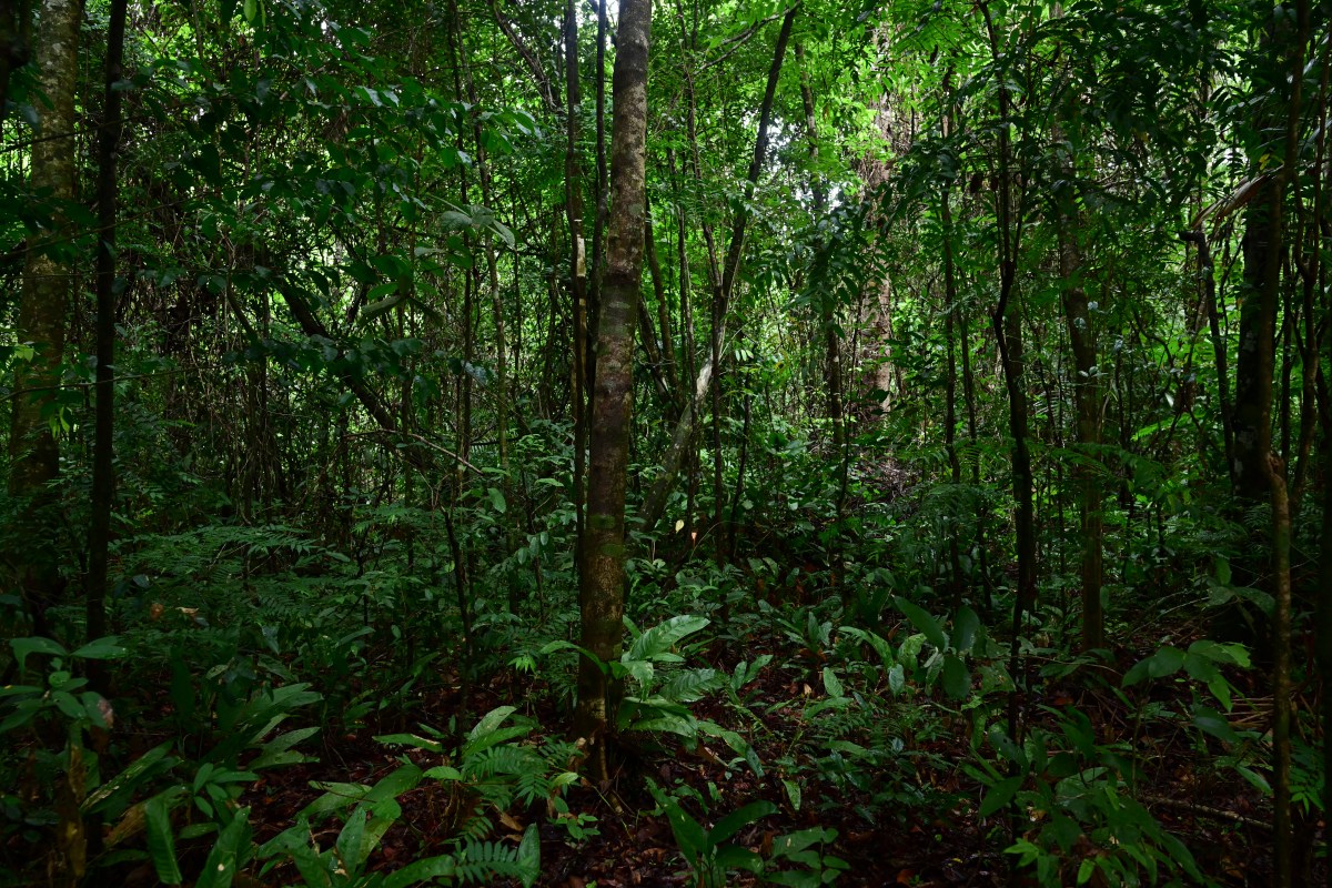 INCLOnet's tweet card. The Amazonian ecological point of no return is also a political boundary.