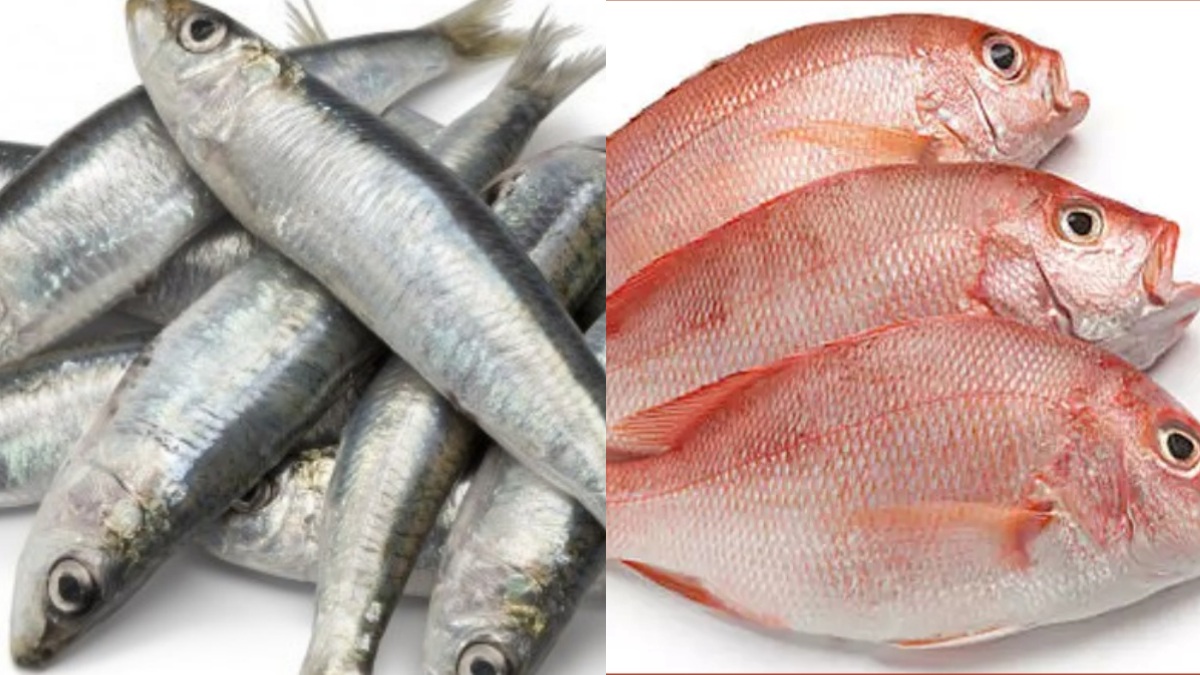 thatsTamil's tweet card. Do you know the Health Benefits of Mackerel Fish and Mathi Meen, Sankara Fish is the Best for Diabetics