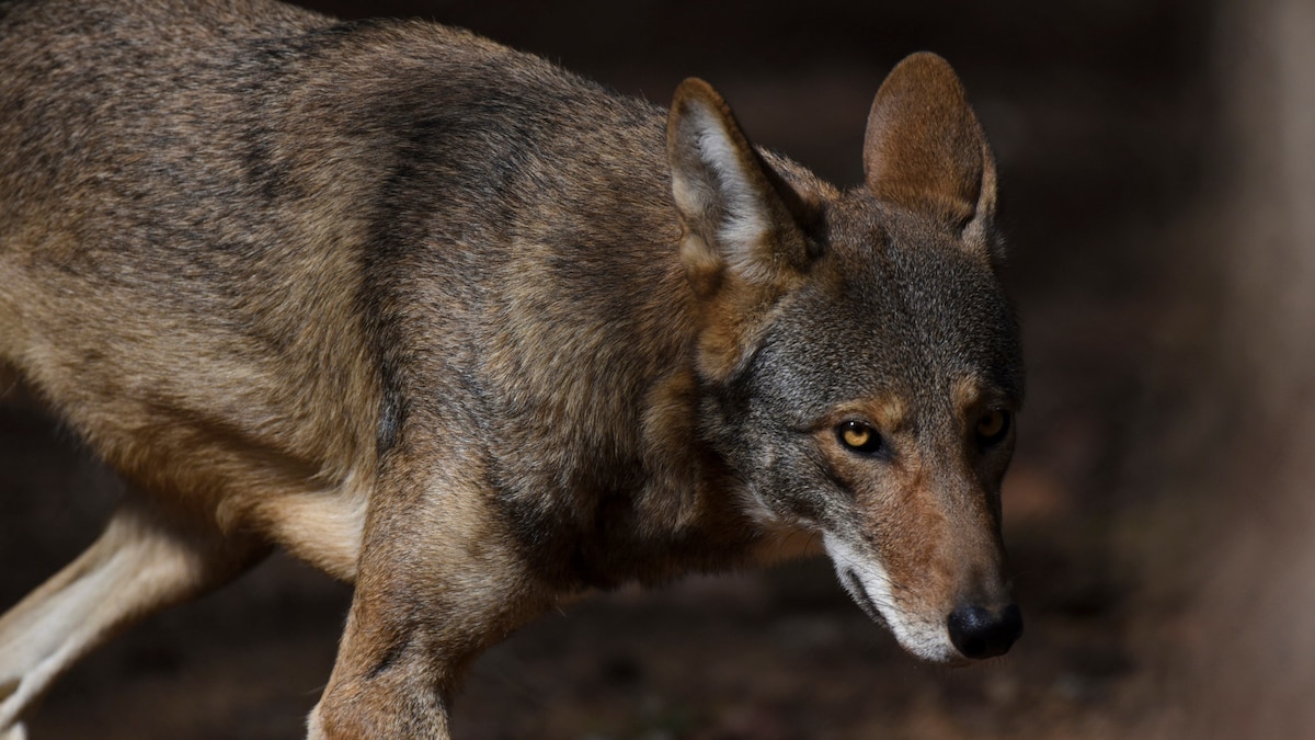 NatGeo's tweet card. Nine of 10 red wolves released this year are dead or back in captivity. But many are pressing forward to save this endangered species.