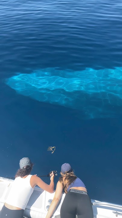 AITRADEIDEAS's tweet card. The most incredible blue whale encounter I’ve ever had with Gone...