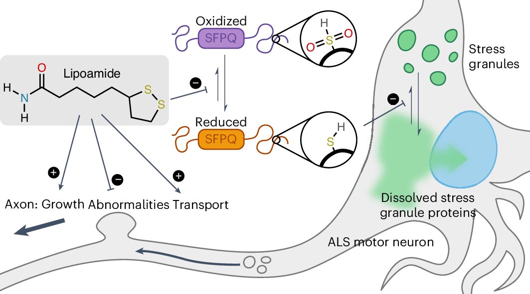 nchembio's tweet card. Nature Chemical Biology - Uechi et al. found that a small-molecule lipoamide dissolves stress granules (SGs) by targeting SFPQ, a redox-sensitive disordered SG protein, alleviating pathological...