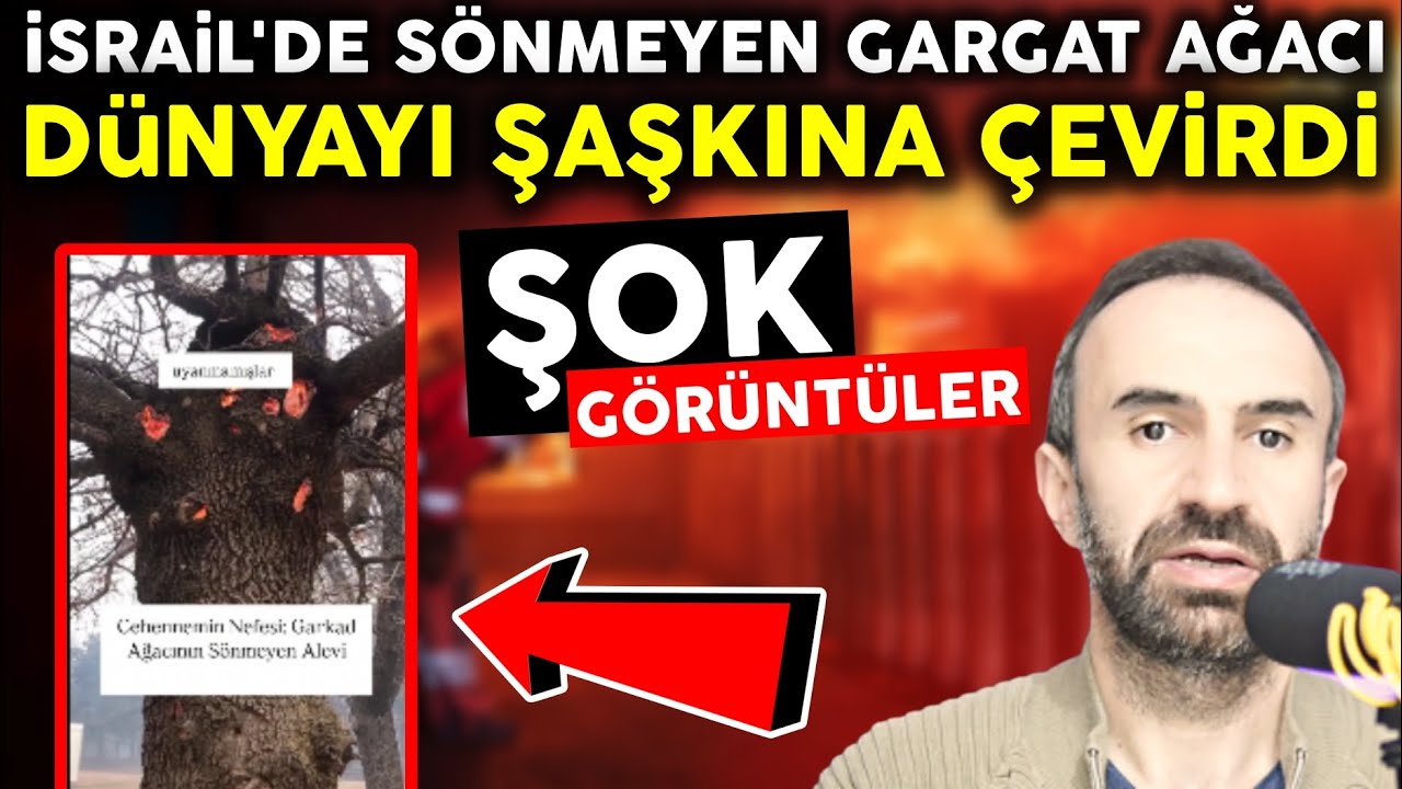 manalbant's tweet card. İsrail'de Sönmeyen Gargat Ağacına Dikkat! Dünyayı Şok Eden Görüntül...