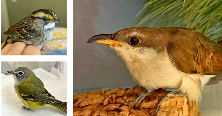 Tweet card summary image