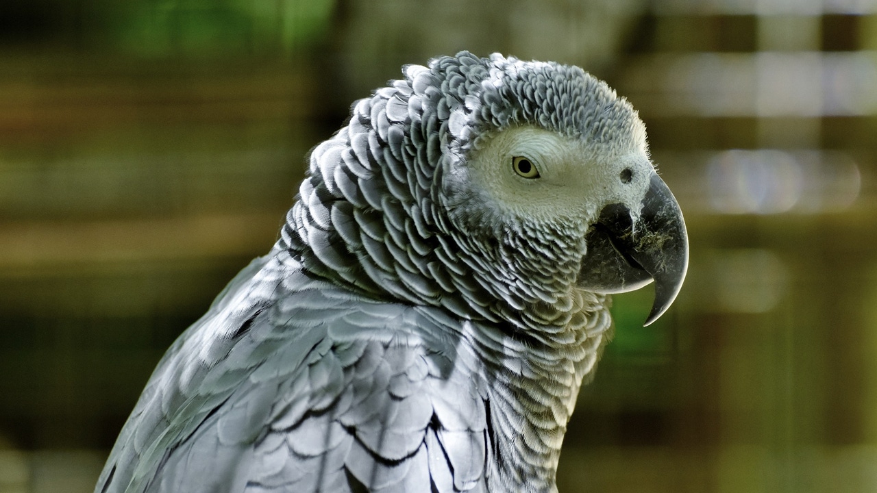 A3Noticias's tweet card. Retiran de un zoo de Reino Unido cinco loros que insultaban a los visitantes