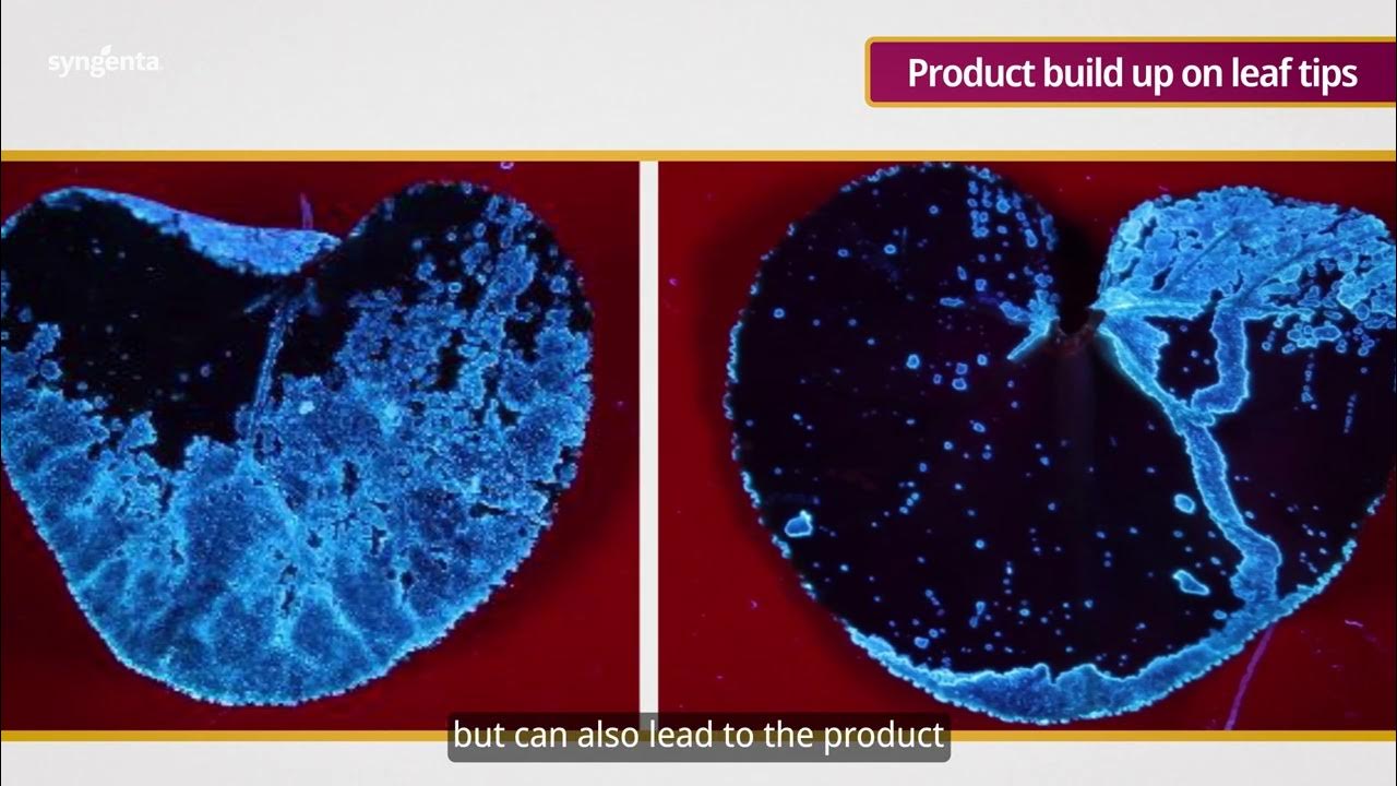 SyngentaOCUK's tweet card. 4. Adjuvants in Ornamental Spraying: Maximising Product Performance