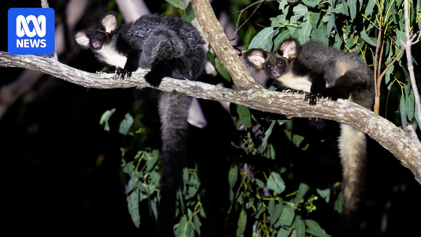 oskaandme's tweet card. Three hours north of Brisbane, a group of greater gliders is living in a section of the St Mary State Forest set to be logged, despite them being a protected species.