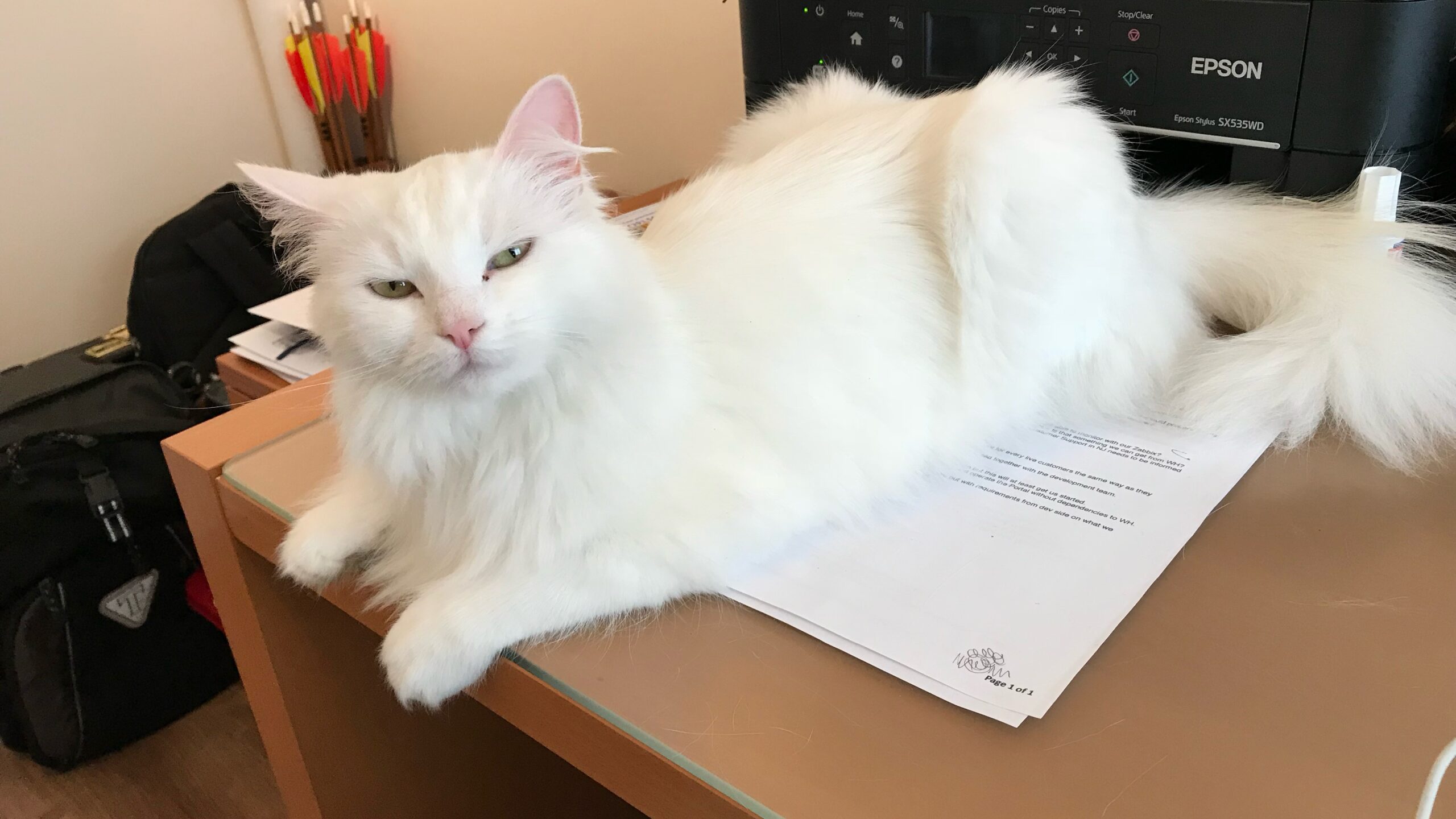 LindaHobden's tweet card. This week isn’t about cats despite my photo accompanying the post however, I do think having a cat on your office work desk might help to decrease anxiety and stress in the work environment! Hey…