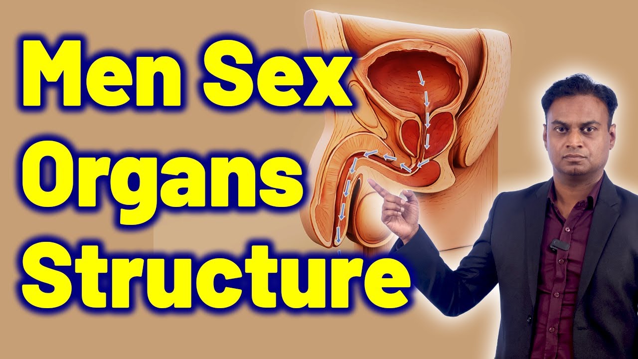 fidicus_'s tweet card. Know Men Sex Reproductive Organs Structure & Function | Male Infert...