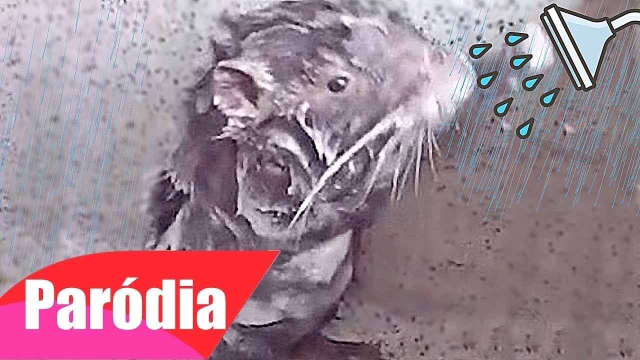 littlemaigoder's tweet card. Rato Tomando Banho (Paródia/Redublagem)