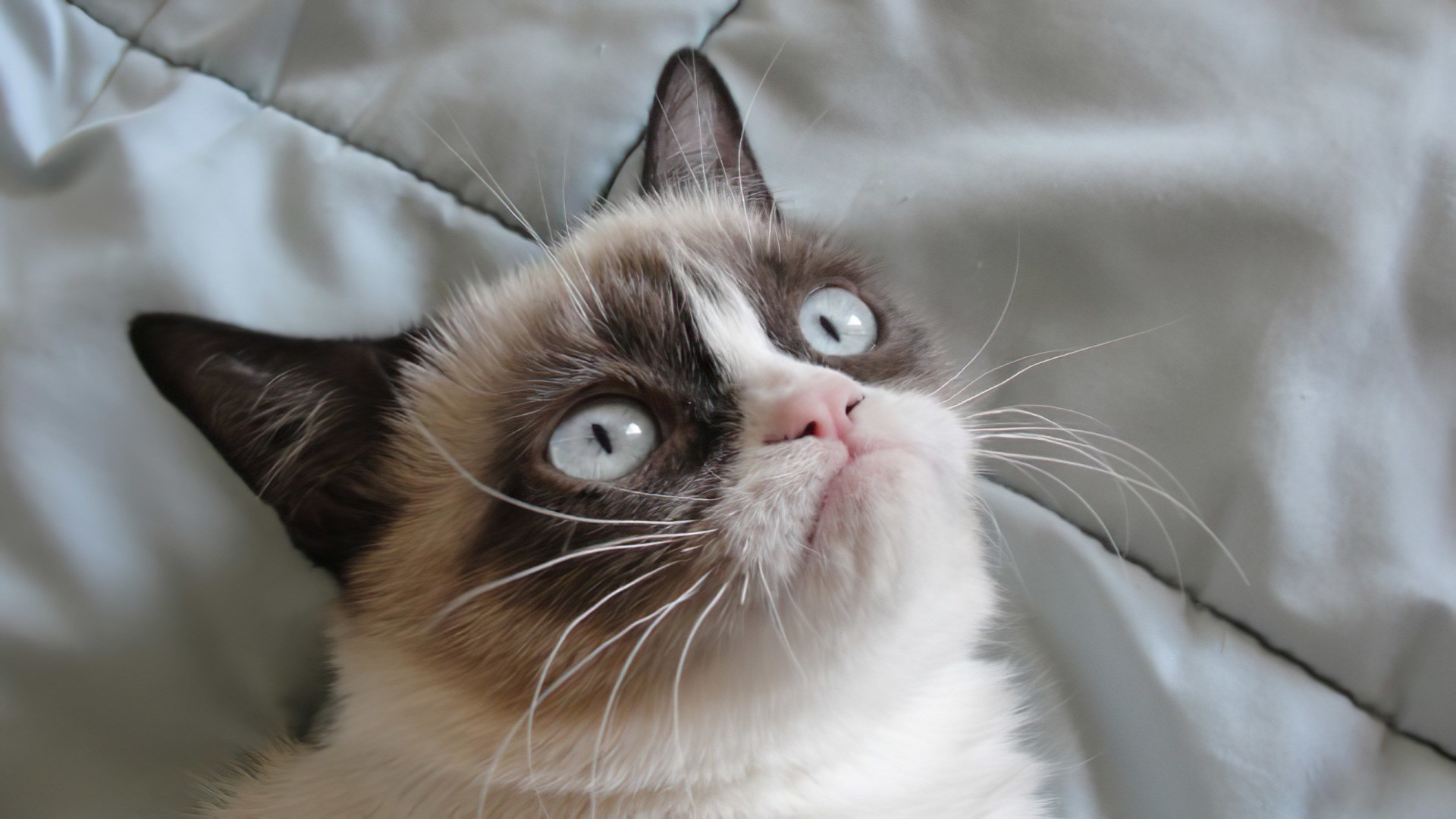 WinFuture's tweet card. Tinder-Fans suchen für gewöhnlich nicht unbedingt einen Partner für die Ewigkeit, doch bei dieser Aktion ist das ein wenig anders: Der Tierschutzverein München sucht via Tinder nun die passenden...