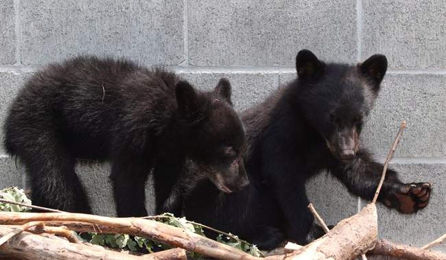 GlobalBC's tweet card. Bryce Casavant was dismissed from his job for refusing to shoot the cubs in 2015 after their mother was destroyed for repeatedly raiding a home near Port Hardy on Vancouver Island.