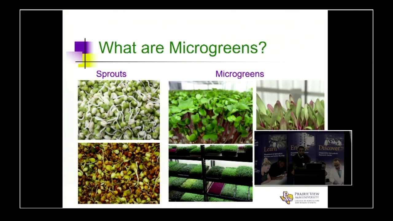 pvamu_cep's tweet card. Leafy Greens Workshop - Part 7/9