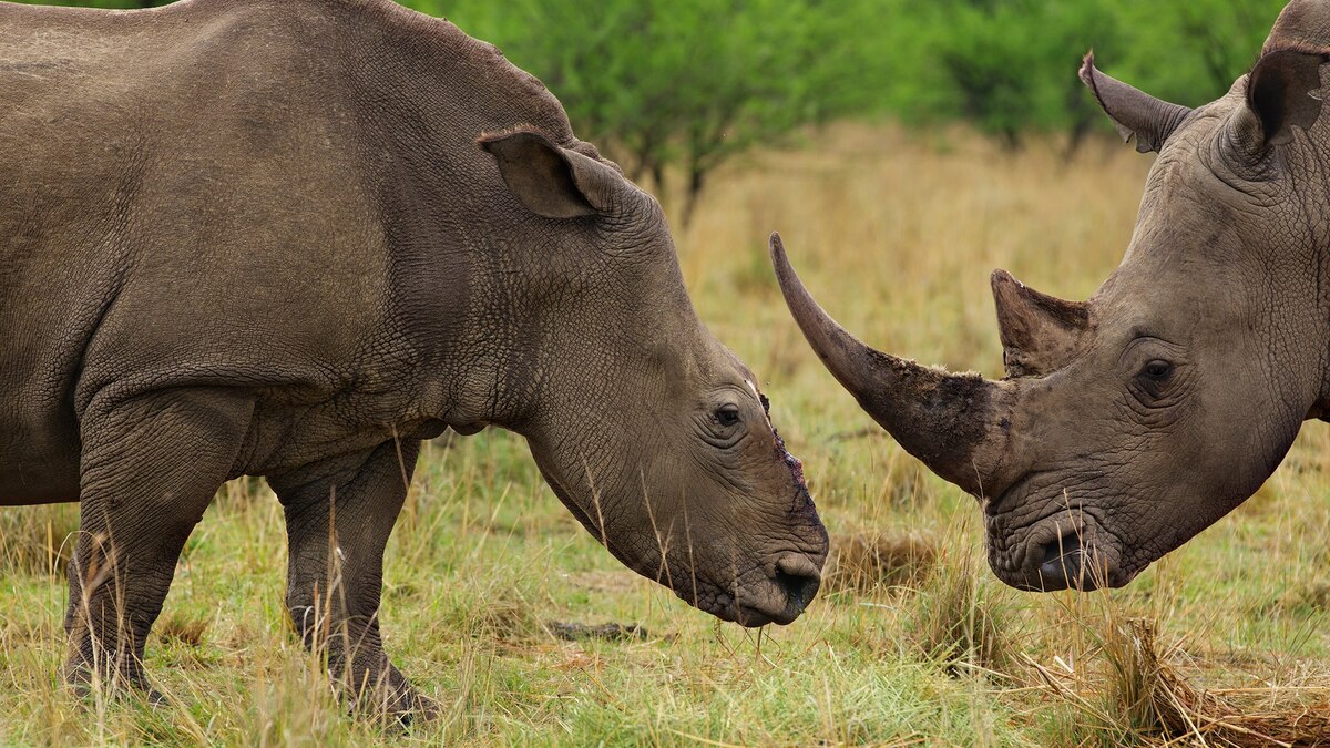 jacobkotze's tweet card. A lawsuit brought by two South African rhino ranchers to invalidate the country's rhino horn ban is upheld, and the government's appeal is denied.
