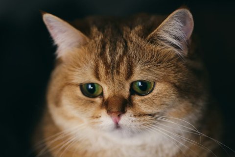 Image for twitter card