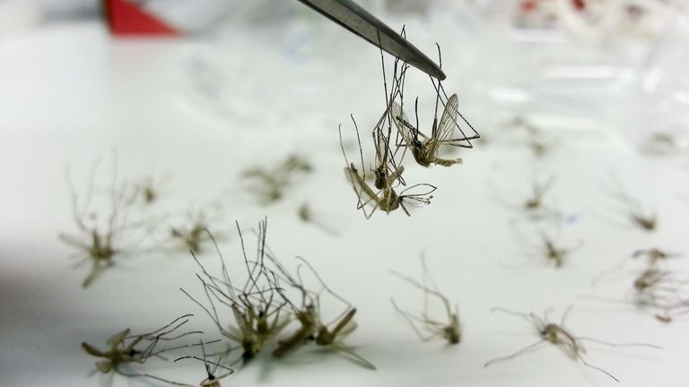 SkyNews's tweet card. The new jab prevents 30% of severe cases of malaria, even in areas with high uptake of other measures, such as bed nets impregnated with insecticide.