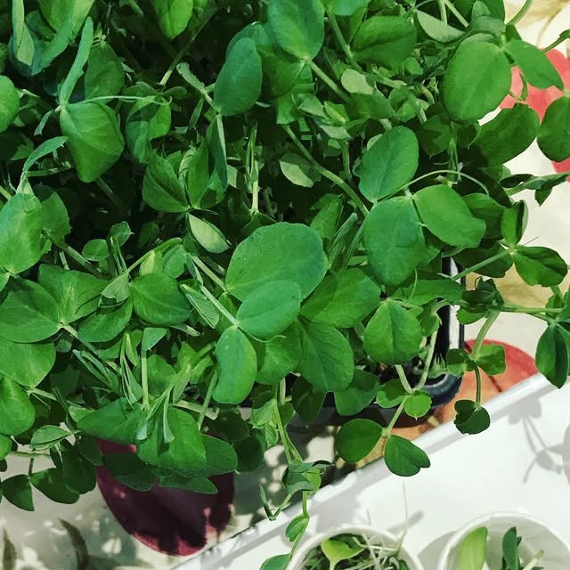 microyyc's tweet card. Micro YYC (@microyyc) • Instagram photo