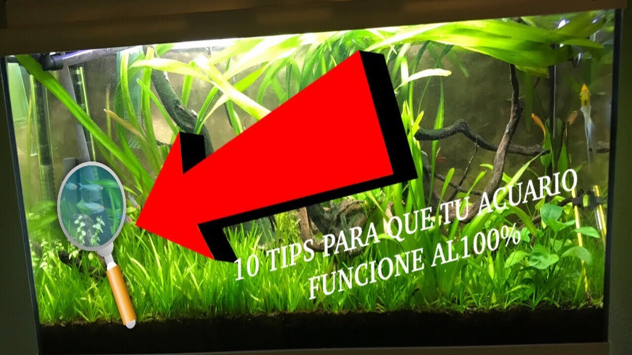 ACUARIOSESP's tweet card. 10 CONSEJOS PARA NO FRACASAR CON TU ACUARIO