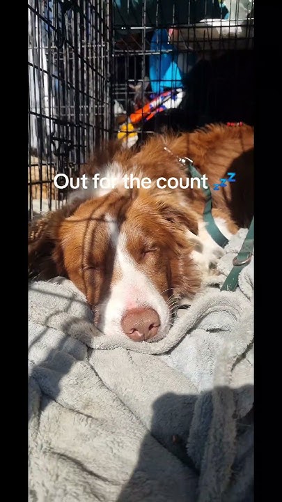 Shamanr2112's tweet card. What did your dog do today? 😉 #adventuredogs #doglife #adventurizing...