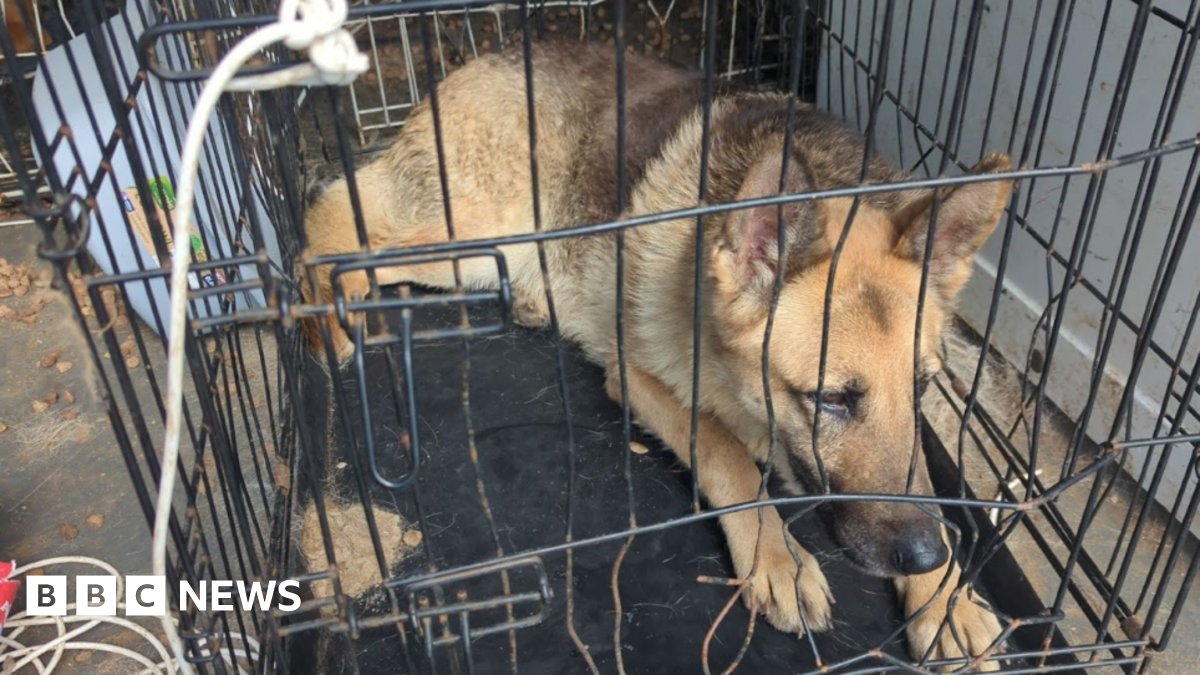 nimyazd's tweet card. Ian Welbourn,of Goole Road, Doncaster, kept seven large dogs in cramped conditions.