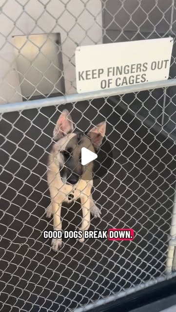 pier_parker's tweet card. Mags Loves Dogs (@mags.loves.dogs) • Instagram reel