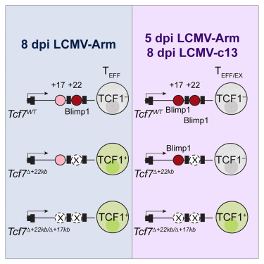 rahmanLAB2023's tweet card. TCF-1, encoded by Tcf7, supports CD8+ T cell memory and is silenced in effector T cells. Murphy et al. identify two cis-elements required for Blimp1-mediated Tcf7 repression and find that decoupling...