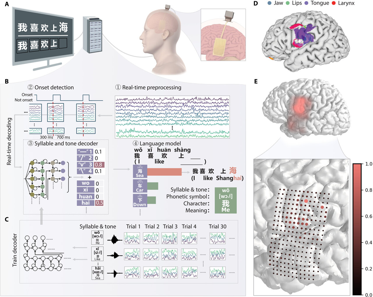 HerbertRSim's tweet card. Researchers in Shanghai have reported in a study, recently published in Science Advances, that they've successfully decoded Mandarin Chinese language in real time with the help of a brain-computer...