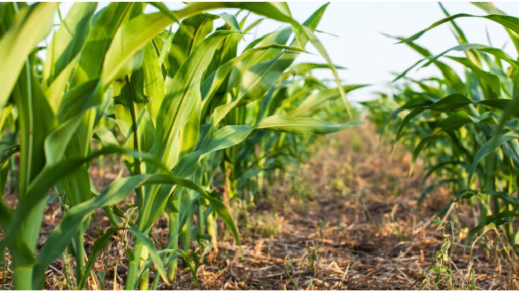 techguyKe's tweet card. There are many farming approaches that farmers use to increase their yields and one of the most notable ones is no-till farming. As the name suggests, it is a farming technique that involves growing...