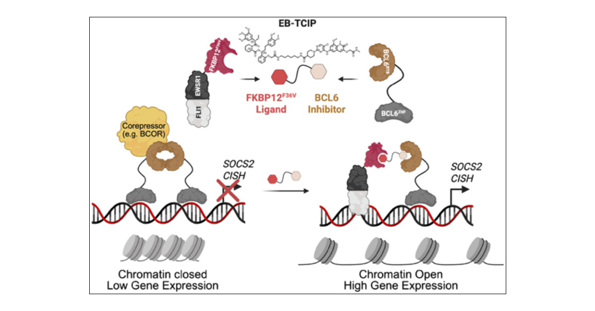 J_A_C_S's tweet card. Dysregulated transcription is a defining hallmark of cancer. Recently, novel chemically induced proximity approaches have enabled the rewiring of transcriptional machinery to drive expression of...
