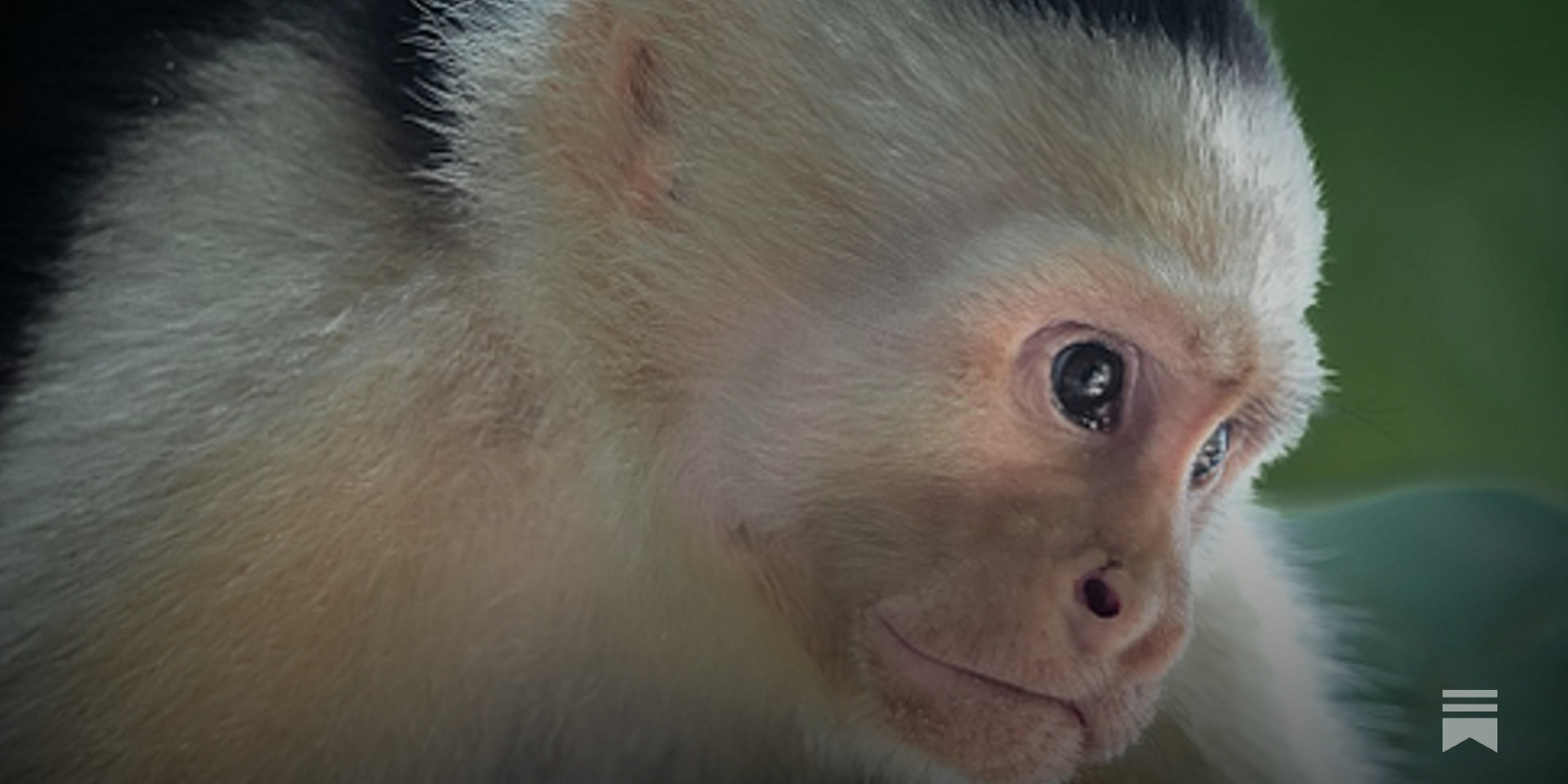 robkhenderson's tweet card. The Nature-Nurture-Nietzsche Linkfest for December 2024