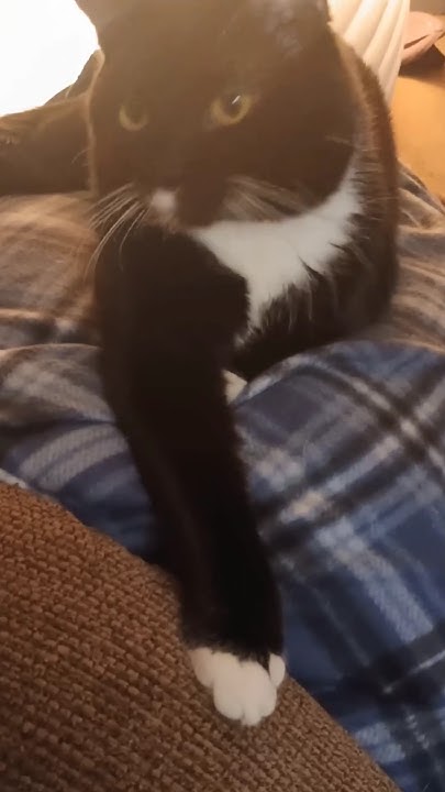 AI_Alpha_Wolf's tweet card. 💥🐈‍⬛ SF Reborn rises strong with LINK the #cat with #catsofyoutube...