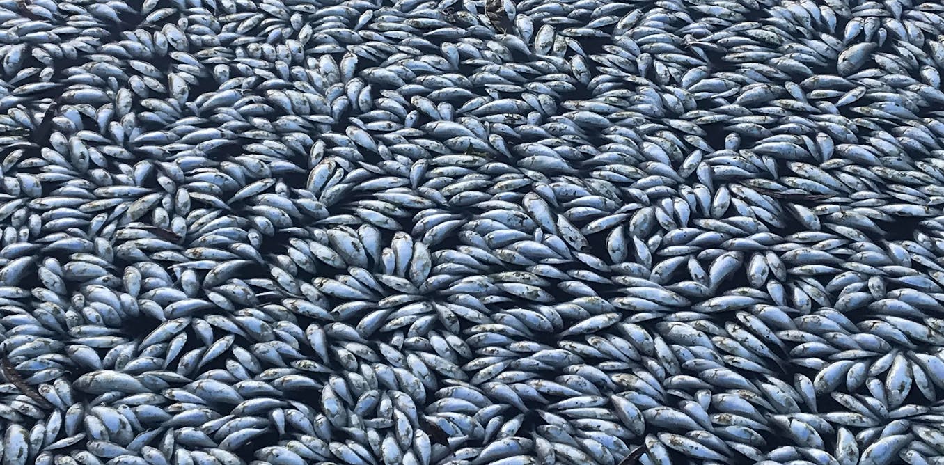 JaneCQuinn1's tweet card. Recent rains have not eliminated the threat of a repeat of last summer’s mass fish deaths.