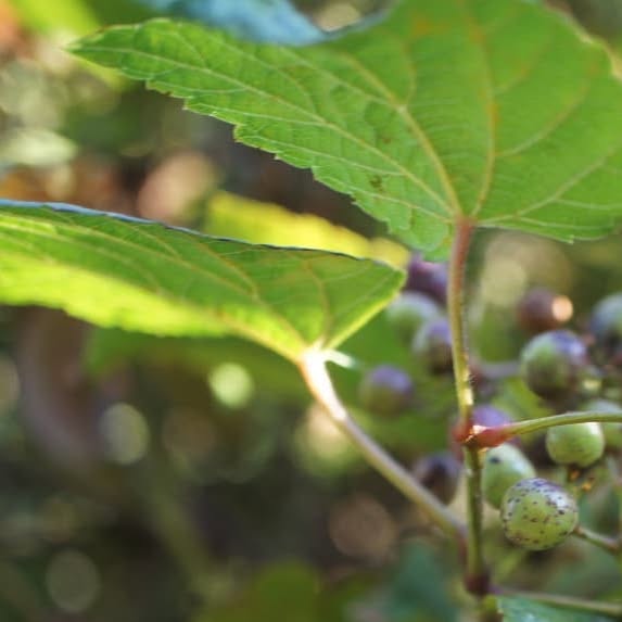 hiyokomama's tweet card. 裏庭 (@hiyoko_hana) • Instagram photos and videos