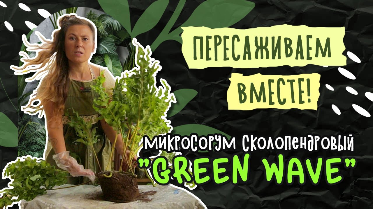 Plantanario's tweet card. КАК ПЕРЕСАДИТЬ ПАПОРОТНИК? НАШЛА ИДЕАЛЬНОЕ КАШПО! #папоротник...