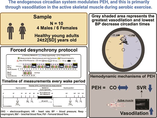 lcdebrito10's tweet card. Statement of Significance The endogenous circadian system modulates the hypotensive effect induced by a single session of aerobic exercise, primarily throu